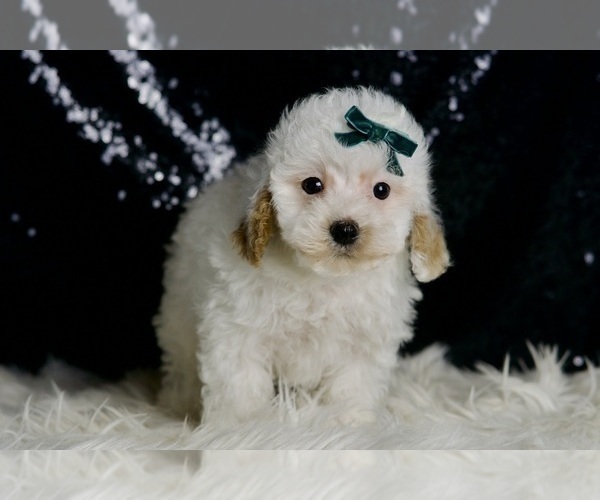 Medium Photo #3 Maltipoo (Miniature) Puppy For Sale in WARSAW, IN, USA