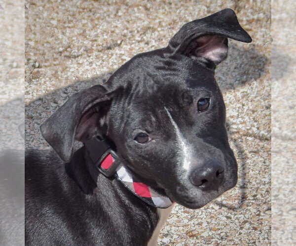 Medium Photo #1 American Staffordshire Terrier-Unknown Mix Puppy For Sale in Huntley, IL, USA
