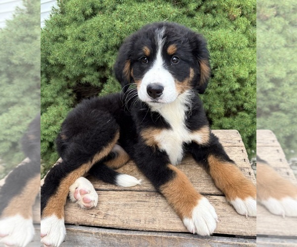 Medium Photo #4 Bernese Mountain Dog Puppy For Sale in MIDDLEBURY, IN, USA