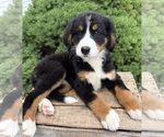 Small #3 Bernese Mountain Dog