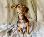 Small #1 Dachshund Mix
