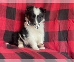 Small Photo #5 Border Collie Puppy For Sale in LAKELAND, FL, USA