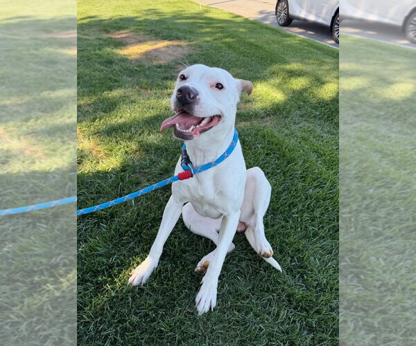 Medium Photo #2 American Staffordshire Terrier-Boxer Mix Puppy For Sale in Lake Forest, CA, USA