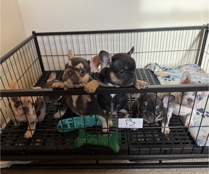 French Bulldog Litter for sale in GREENVILLE, SC, USA