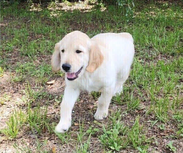 Medium Photo #9 English Cream Golden Retriever Puppy For Sale in HIGH SPRINGS, FL, USA