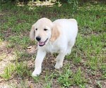 Small #8 English Cream Golden Retriever