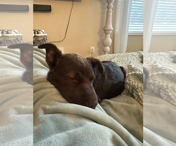 Medium Photo #4 Labrador Retriever-Unknown Mix Puppy For Sale in Sandy, UT, USA