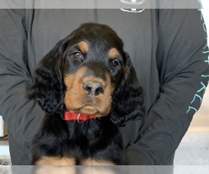Gordon Setter Puppy for sale in PADUCAH, KY, USA