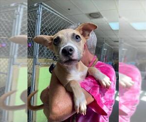 Siberian Husky-Unknown Mix Dogs for adoption in Tulsa, OK, USA