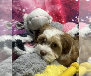 Havanese Puppy for sale in LIVONIA, MI, USA