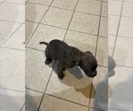 Small #1 American French Bull Terrier
