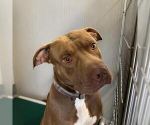 American Staffordshire Terrier-Unknown Mix Dogs for adoption in San Antonio, TX, USA