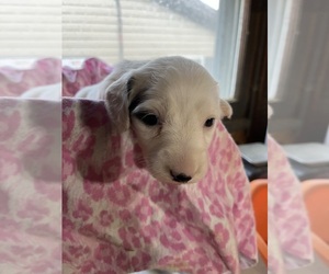 Dachshund Dog for Adoption in WAYNESBORO, Pennsylvania USA