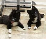 Small Photo #12 Huskimo Puppy For Sale in SEBRING, FL, USA