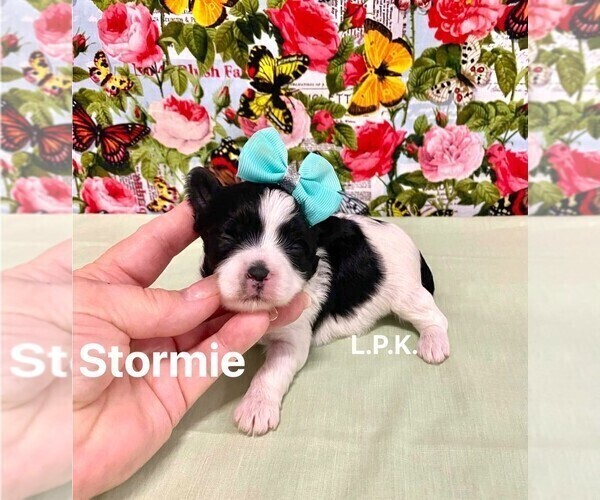 Medium Photo #1 YorkiePoo Puppy For Sale in WINNSBORO, LA, USA