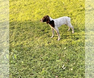 German Shorthaired Pointer Puppy for sale in PANAMA, NY, USA
