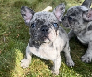 French Bulldog Puppy for sale in TRACYS LANDING, MD, USA
