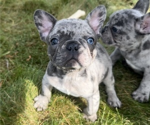 Medium French Bulldog