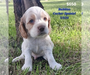 Cocker Spaniel Litter for sale in TOPEKA, IN, USA