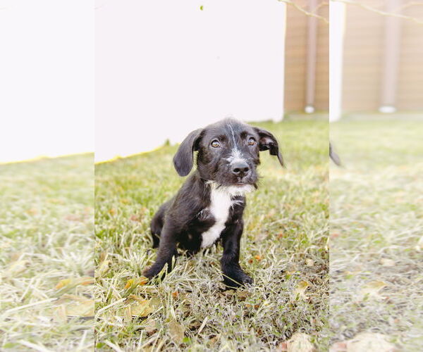 Medium Photo #13 American Staffordshire Terrier-Unknown Mix Puppy For Sale in Princeton, MN, USA