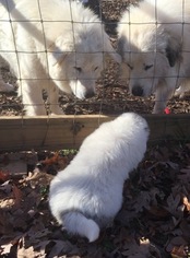 Mother of the Great Pyrenees puppies born on 09/11/2018
