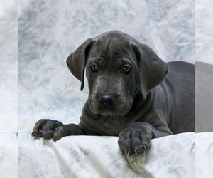 Great Dane Puppy for sale in LITITZ, PA, USA