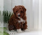 Small #3 Goldendoodle (Miniature)