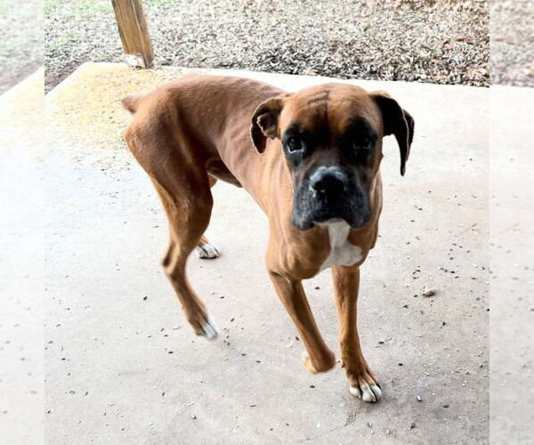 Medium Photo #5 Boxer Puppy For Sale in Austin, TX, USA