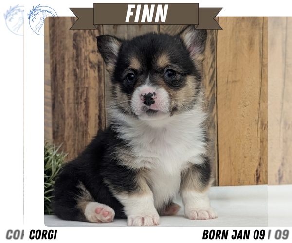 Medium Photo #1 Pembroke Welsh Corgi Puppy For Sale in GOSHEN, IN, USA