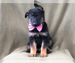 German Shepherd Dog Puppy for sale in LAKELAND, FL, USA