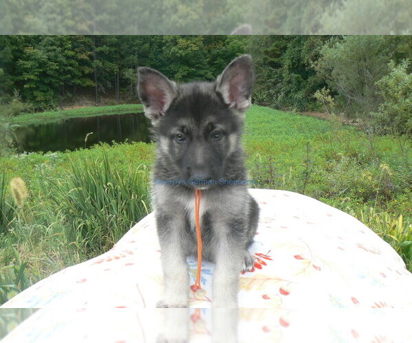 Medium Photo #9 German Shepherd Dog Puppy For Sale in PIEDMONT, MO, USA