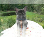 Small #8 German Shepherd Dog