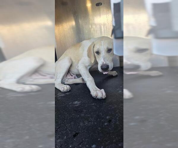 Medium Photo #1 Labrador Retriever-Unknown Mix Puppy For Sale in San Antonio, TX, USA
