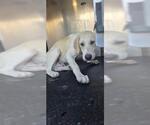 Small Labrador Retriever Mix