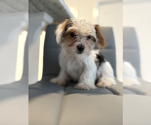 Biewer Terrier Puppy for sale in HAMPTON, VA, USA
