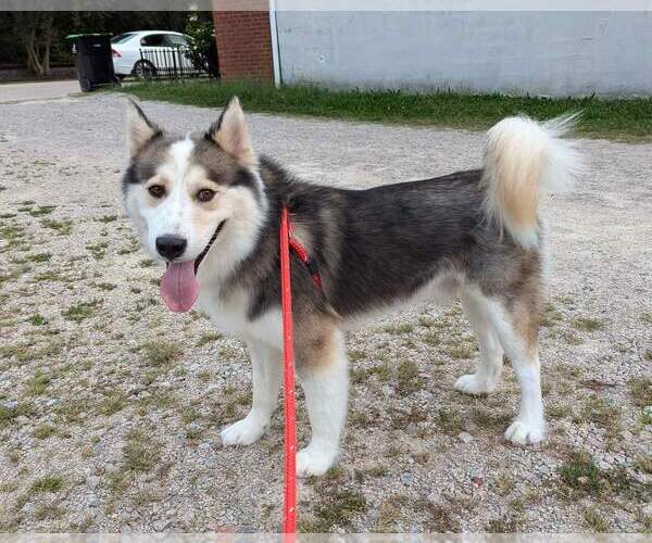 Medium Photo #6 Siberian Husky Puppy For Sale in Holly Springs, NC, USA