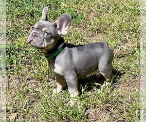 French Bulldog Puppy for sale in SAN ANTONIO, TX, USA