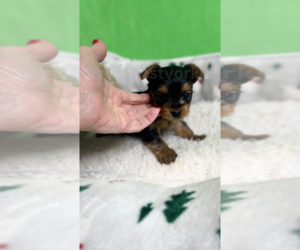 Yorkshire Terrier Puppy for Sale in FENTON, Michigan USA