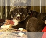 Small Photo #13 Australian Shepherd Puppy For Sale in MERCER, WI, USA