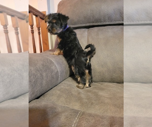 Medium Photo #2 Yorkshire Terrier Puppy For Sale in NORTHGLENN, CO, USA