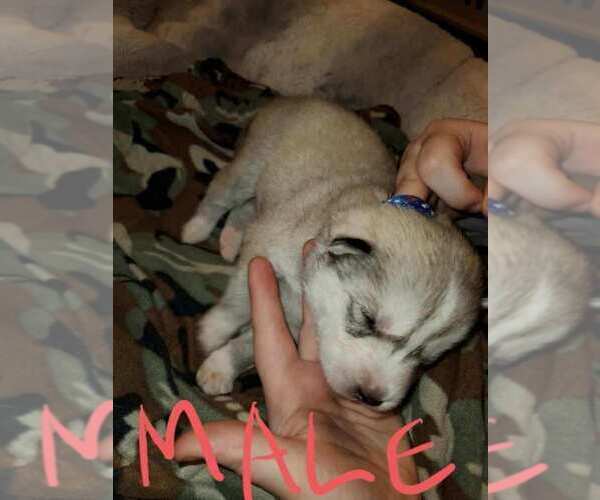 Medium Photo #8 Siberian Husky Puppy For Sale in SALEM, OR, USA