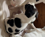 Puppy Dairy American Pit Bull Terrier