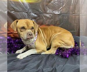 Parson Russell Terrier-Pug Mix Dogs for adoption in Modesto, CA, USA