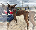 Small #11 Chihuahua-Dutch Shepherd  Mix