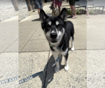 Small #7 Huskies  Mix