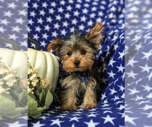 Medium Photo #1 Yorkshire Terrier Puppy For Sale in OXFORD, PA, USA