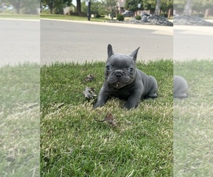 French Bulldog Puppy for sale in BENTONVILLE, AR, USA