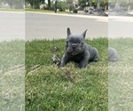 Image preview for Ad Listing. Nickname: Olive
