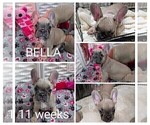 Small Photo #15 French Bulldog Puppy For Sale in MCKINLEYVILLE, CA, USA