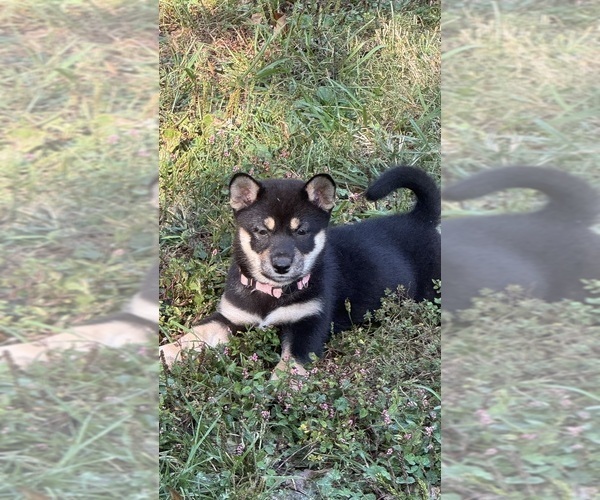 Medium Photo #9 Shiba Inu Puppy For Sale in NEW ATHENS, IL, USA